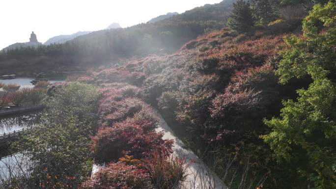 航拍山东荣成石岛赤山风景区秋天红叶