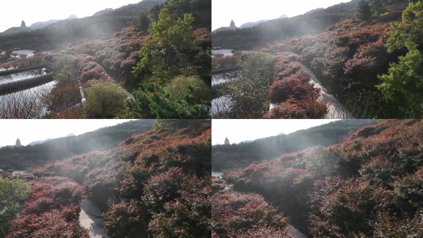 航拍山东荣成石岛赤山风景区秋天红叶