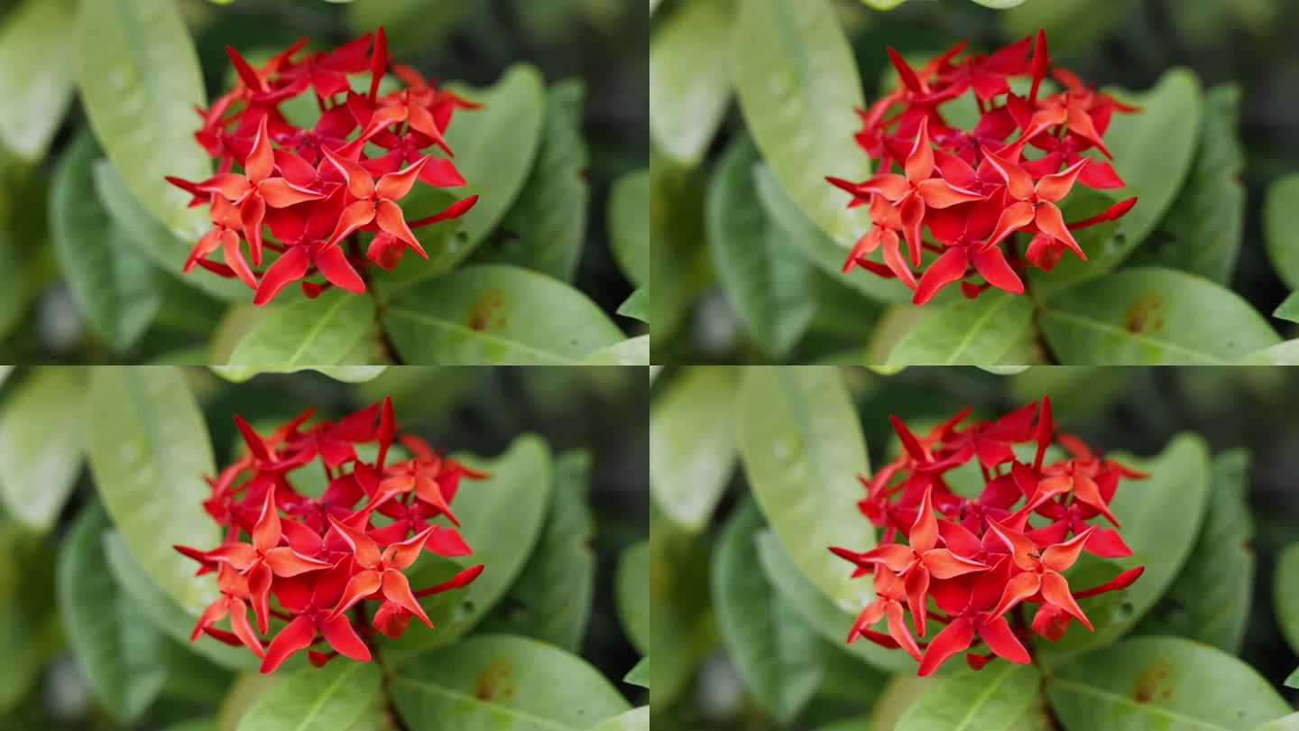 鲜艳的红色针叶花的特写照片。