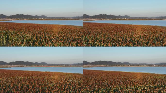 秋天田野农业基地红高粱丰收蓝色湖面水面