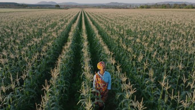 空中特写。身穿传统服装的非洲黑人女农民走在一大片玉米地里