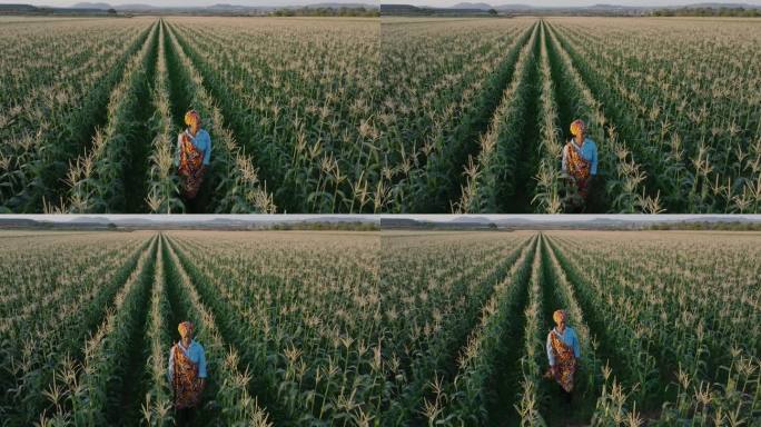空中特写。身穿传统服装的非洲黑人女农民走在一大片玉米地里