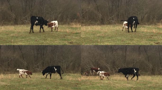 牧场上，一头黑公牛和一头白红相间的小牛在玩耍。乐趣。跳舞。动物的行为。Pineywoods牛