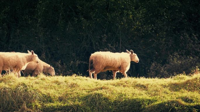 羊群在金色夕阳的乡村风光中走过