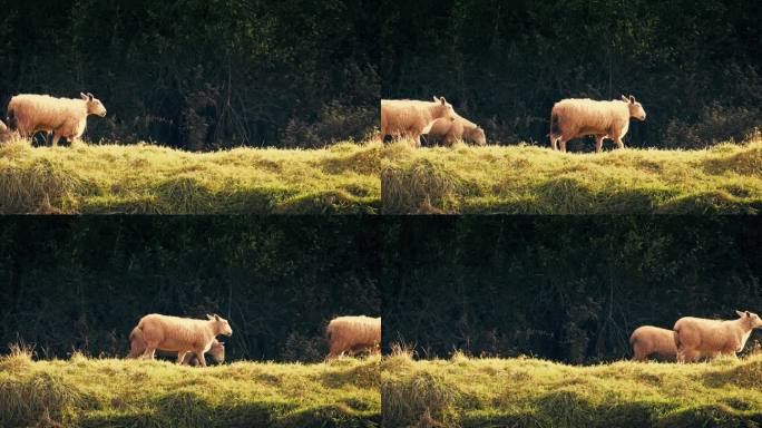 羊群在金色夕阳的乡村风光中走过