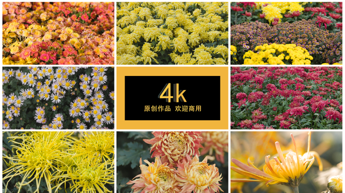 4k菊花 花海 最全菊花品种合集