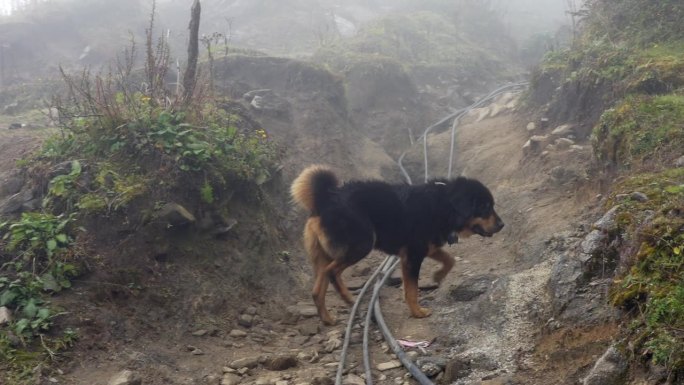 在尼泊尔偏远的喜马拉雅山脉，一只狗沿着Mardi Himal徒步旅行者的路线行进，此时雾正在过去。