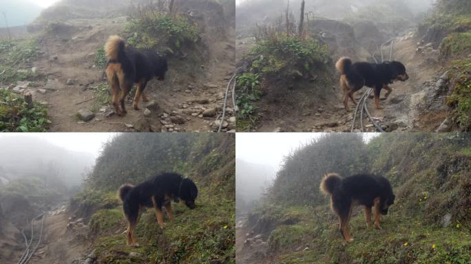 在尼泊尔偏远的喜马拉雅山脉，一只狗沿着Mardi Himal徒步旅行者的路线行进，此时雾正在过去。