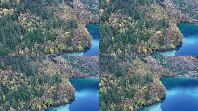 航拍四川九寨沟树正海群海秋季彩林风景空镜