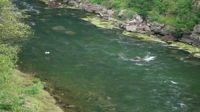 一条河上两只白鹭鸟飞翔