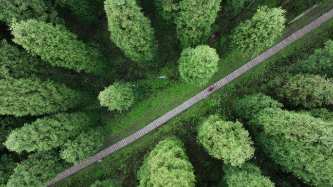 中坝森林