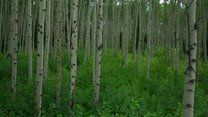 空中电影无人机阳光茂盛的绿色完美茂密的白杨森林Kebler山口冠丘丘特柳赖德韦尔布雷肯里奇惊人的宁静