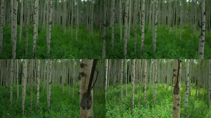 空中电影无人机阳光茂盛的绿色完美茂密的白杨森林Kebler山口冠丘丘特柳赖德韦尔布雷肯里奇惊人的宁静