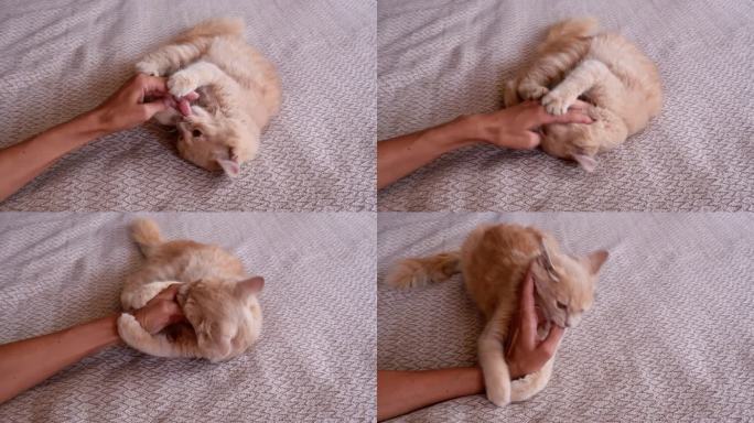 好斗的红猫咬了主人的手。一只美丽可爱的猫和一只女性的手玩耍，并因有趣的情绪而咬人。