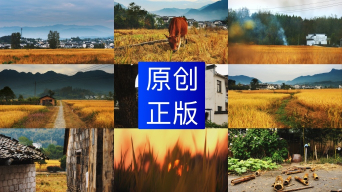 农村、瓦舍、放牛、炊烟、稻田美丽乡村