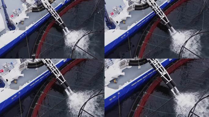 无人机向下拍摄的画面显示鱼被冲进养鱼场的笼子里。