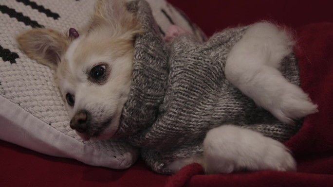 一只穿着灰色狗毛衣的波美拉尼亚狗，头靠在铺着红毯子的红沙发上的垫子上