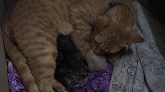 泰国品种的猫分娩刚出生的猫咪依偎