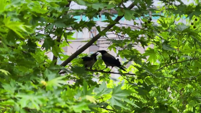 拍摄一只黑乌鸦在大自然的鸟叫。股票视频