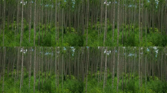 空中电影无人机下降jib缓慢运动阳光茂盛的绿色完美茂密的白杨森林Kebler山口冠丘丘Telluri