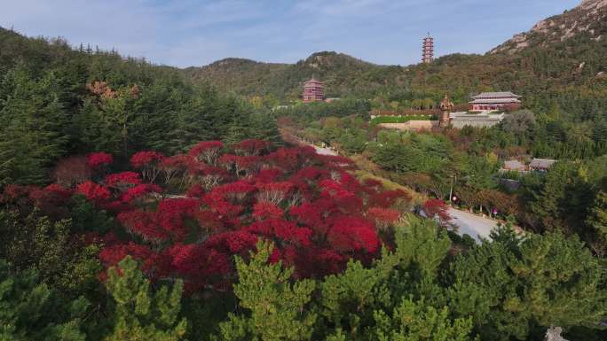 航拍山东荣成石岛赤山风景区秋天红叶