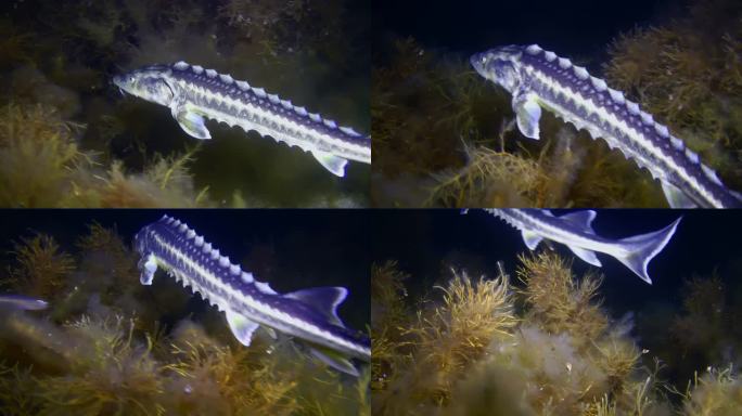 一条里海鲟鱼站在布满水藻的海底夜景上。