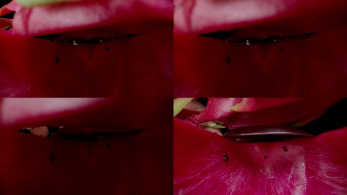 相机可以捕捉到吃完的火龙果或火龙果内部的微距镜头。