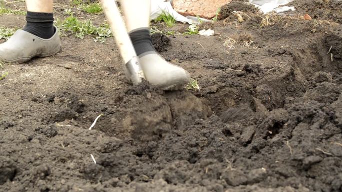 一个穿着胶鞋的男人的腿特写。一个农民在他的花园里用铲子挖土。有机农业和生态蔬菜种植的理念