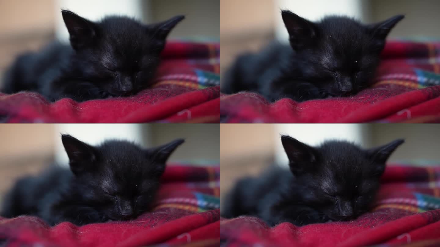 可爱的黑色小猫肖像睡觉，躺在红色毯子上。小宠物纯爱理念。小猫天真的小动物家养宠物。爱护收养动物收容所