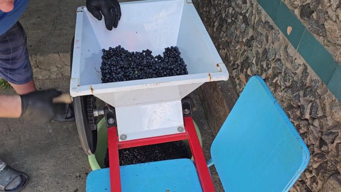 酿造自制葡萄酒的过程。酿酒师在一个特殊的破碎机中研磨葡萄，然后装入液压机。