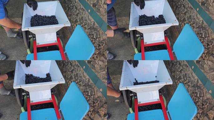 酿造自制葡萄酒的过程。酿酒师在一个特殊的破碎机中研磨葡萄，然后装入液压机。