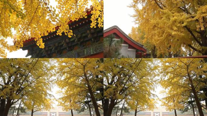 固定镜头秋天的银杏树