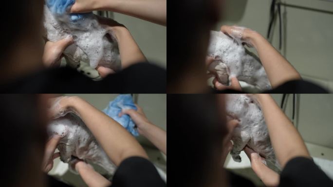 从后面的特写镜头，专业的女美容师用洗发水洗着可爱的害怕的家猫，在发型后戴着保护兽医的项圈。