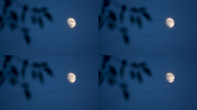 月亮天空玄月树叶月上枝头