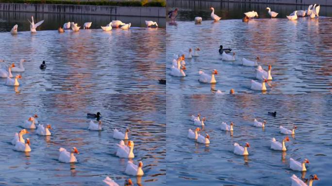 一群白鹅灰鸭与白鸭在湖水坝头嬉戏玩耍