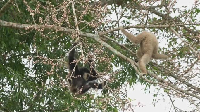 两只挂在树上喂黑色长臂猿，而另一只则在树枝上休息，选择吃的水果，泰国
