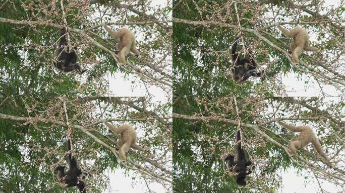 两只挂在树上喂黑色长臂猿，而另一只则在树枝上休息，选择吃的水果，泰国