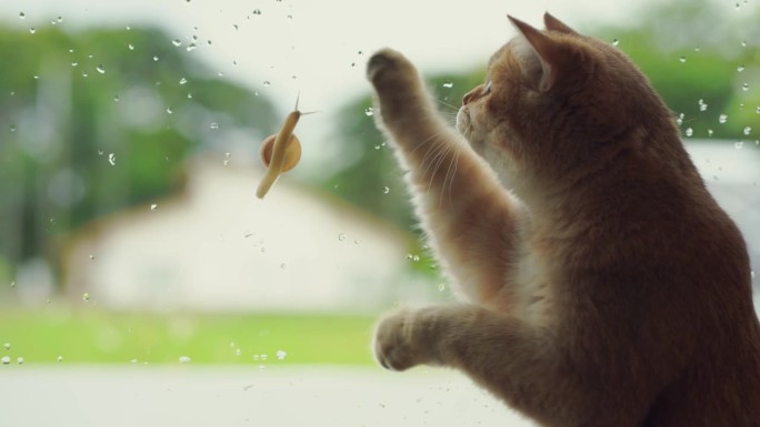 英国猫开心地玩着雨滴和走在窗户上的蜗牛