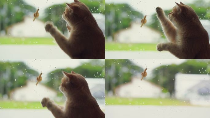 英国猫开心地玩着雨滴和走在窗户上的蜗牛