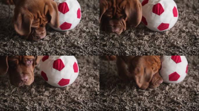 在家训练一只大狗。波尔多的狗和球。