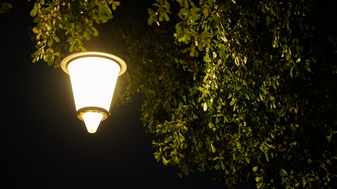 夜晚路灯微风吹过树叶