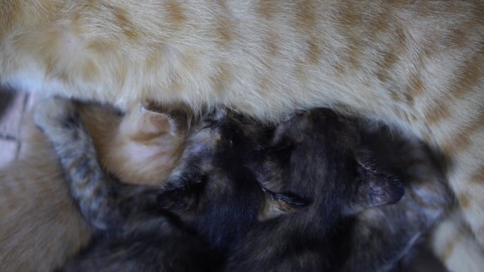刚出生的小猫正在喝妈妈的奶。