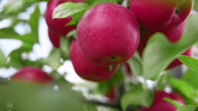 收获前苹果园里成熟的苹果。秋收的果园里，又大又红又好吃的苹果挂在树枝上。一篮子苹果。秋天的阴天，柔和