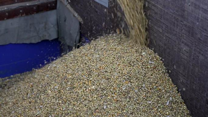 大豆玉米 复合种植 收获了 颗粒归仓