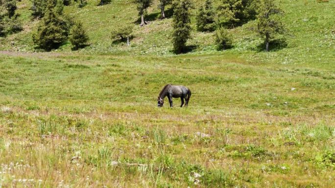 高原牧场上吃绿草的黑马。中国四川理塘乡村生活。4k慢镜头。