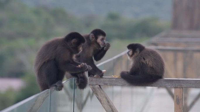 猴子在玻璃栏杆上吃东西和休息