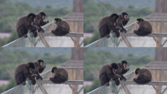 猴子在玻璃栏杆上吃东西和休息