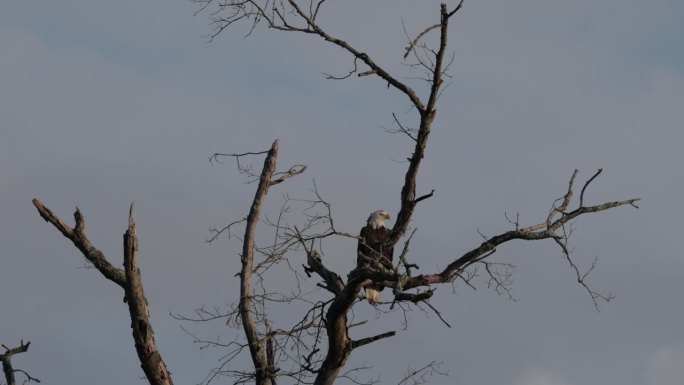 狩猎秃鹰，弗吉尼亚州