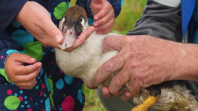 一个农民手里的家鸭被一个孩子抚摸的特写。在家庭农场养鸟。爱护和关心牲畜。家禽养殖