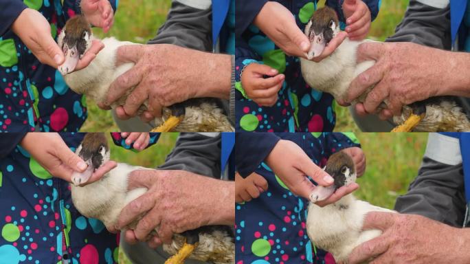 一个农民手里的家鸭被一个孩子抚摸的特写。在家庭农场养鸟。爱护和关心牲畜。家禽养殖